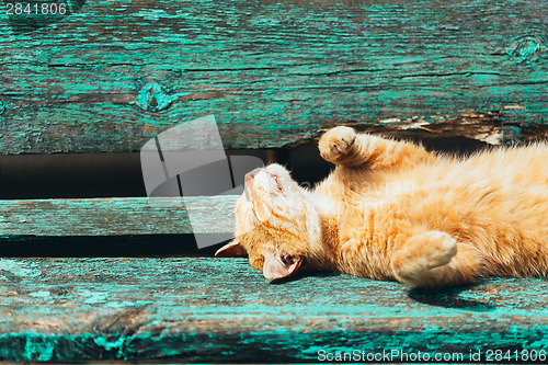 Image of Red kitten cat sleeps on a bench in park
