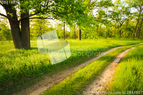 Image of Road, path, way, lane in summer green forest