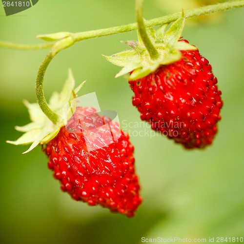 Image of Strawberry. Strawberries. Growing Organic Berries