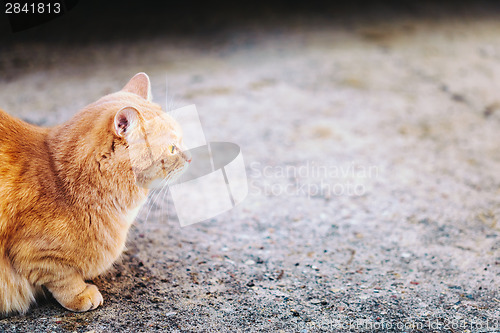 Image of Red cat sitting on concrete floor