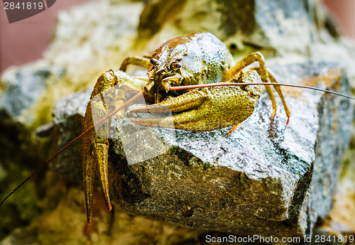 Image of The crawfish on a stone