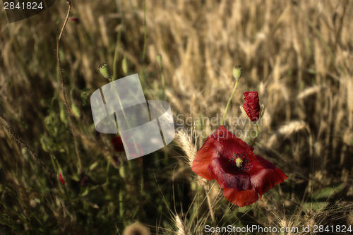Image of Red poppies fields on yellow hay