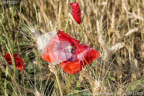 Image of Red poppies fields on yellow hay