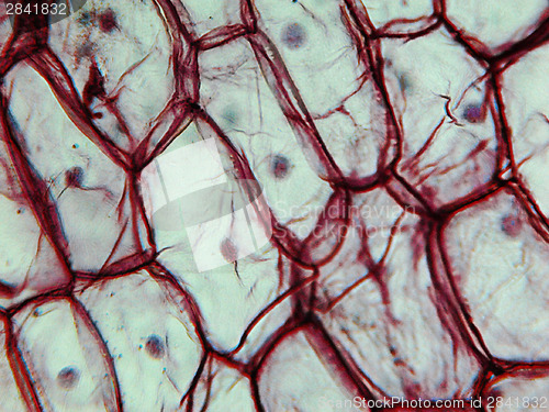 Image of Onion epidermus micrograph