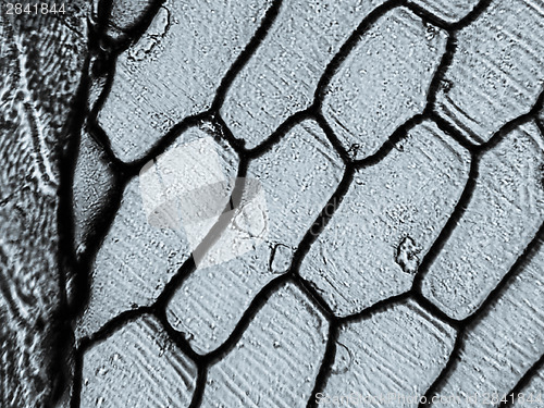 Image of Onion epidermus micrograph