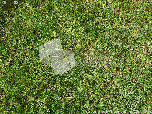 Image of Meadow grass