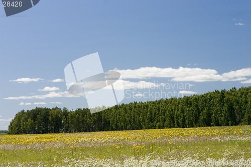 Image of blue sky, green forest and yellow field