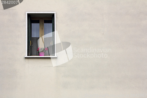 Image of Flowers on the window