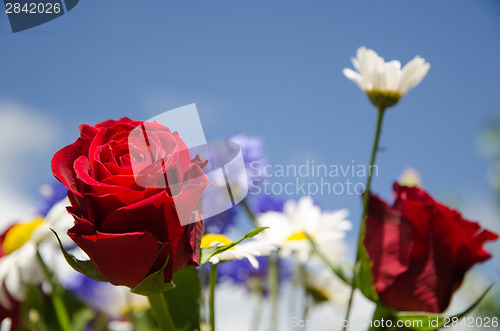 Image of Focus on a red rose in a bouquet of summer flowers