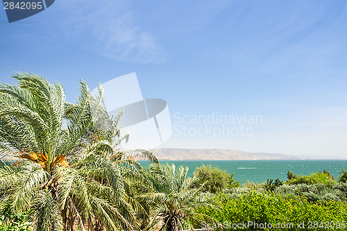 Image of Date palms on the shore of Lake Kinneret