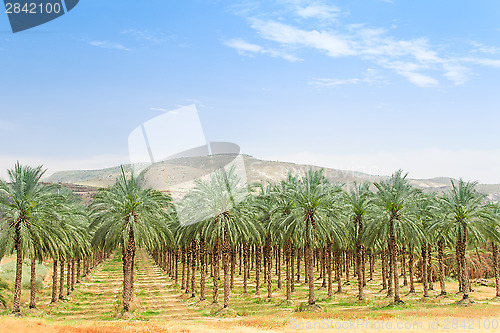 Image of Date palm orchard plantation oasis in Middle East desert