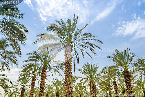 Image of High figs date palm trees in Middle East orchard