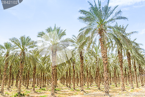 Image of Date figs palms orchard in Middle East desert