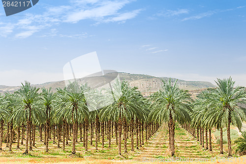 Image of Date palm trees on orchard plantation in Galilee