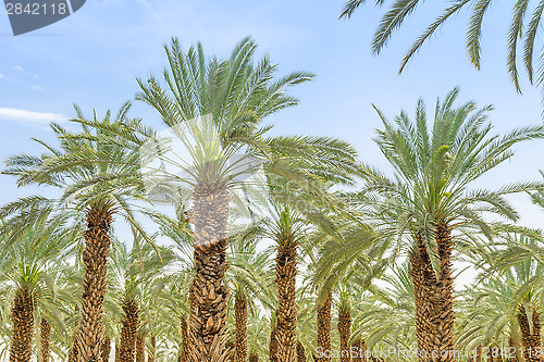 Image of Lush foliage of figs date palm trees on cultivated oasis