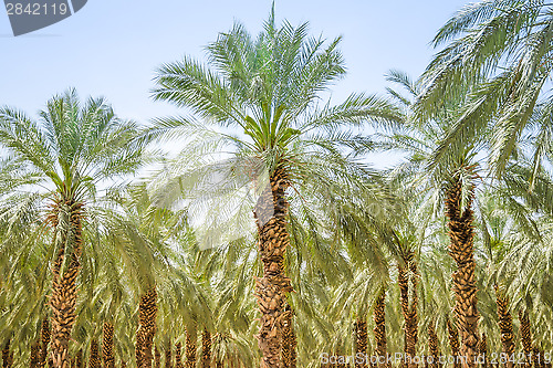 Image of Date figs palm forest or plantation orchard