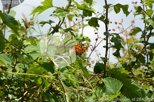 Image of Comma butterfly in a lush hedgerow