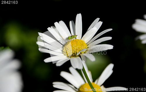 Image of Common green capsid on a daisy 