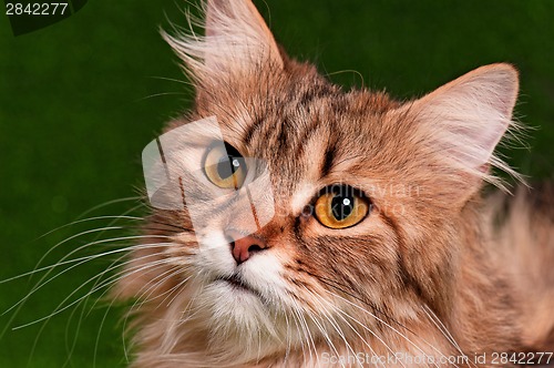 Image of Cat portrait