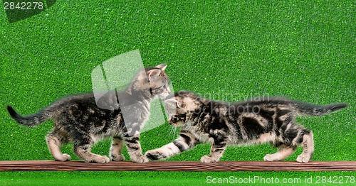 Image of Cute kitten