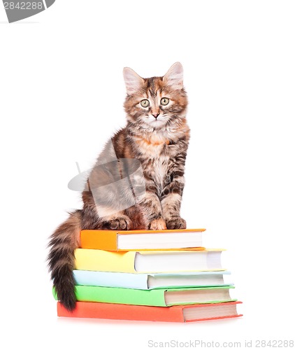 Image of Kitten with books