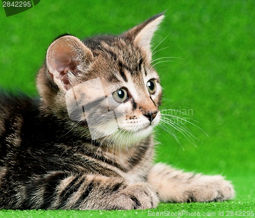 Image of Cute kitten