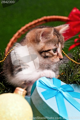 Image of Cute kitten
