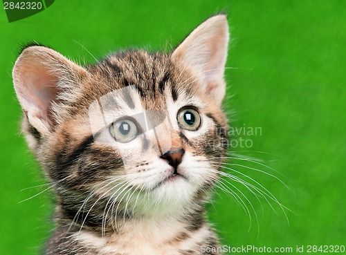 Image of Cute kitten