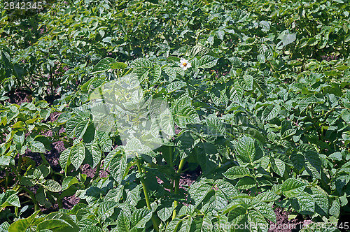 Image of Flowering bush potatoes in the garden