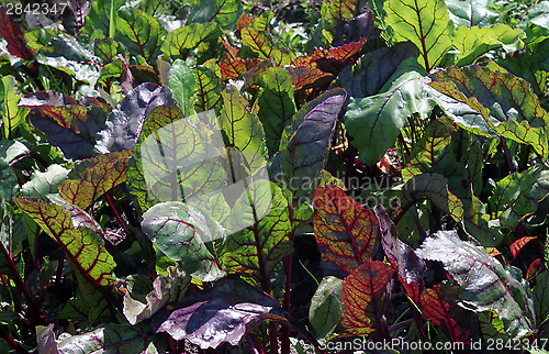 Image of Beet greens in the garden