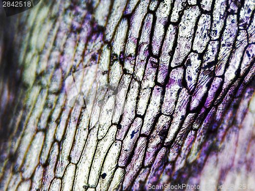 Image of Onion epidermus micrograph