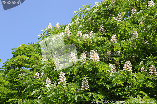 Image of chestnut tree