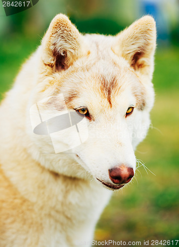 Image of White Adult Siberian Husky Dog (Sibirsky husky) 