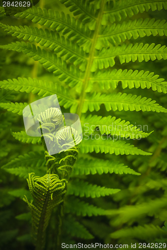 Image of Young Fern Leaf.