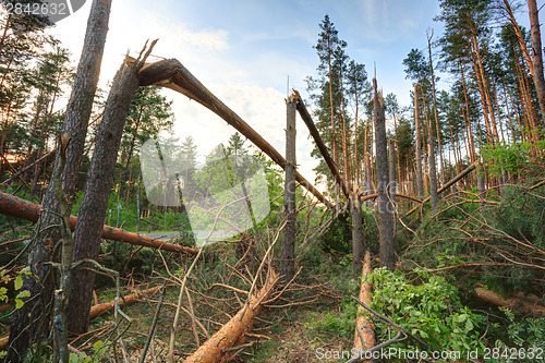 Image of Windfall in forest. Storm damage.