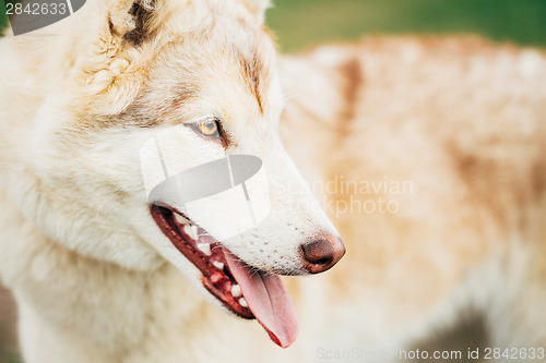 Image of White Adult Siberian Husky Dog (Sibirsky husky) 