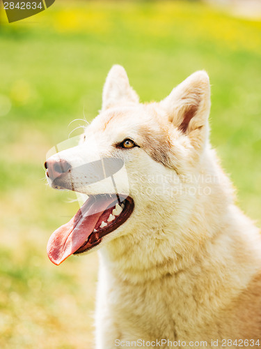 Image of White Adult Siberian Husky Dog (Sibirsky husky) 