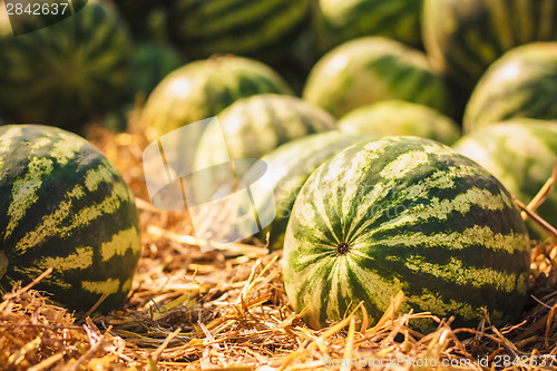 Image of Watermelons