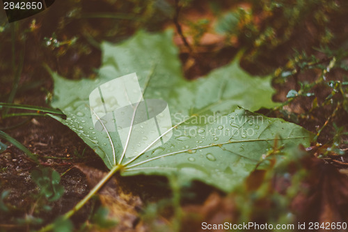 Image of Water Drops On The Fresh Green Maple Leaf