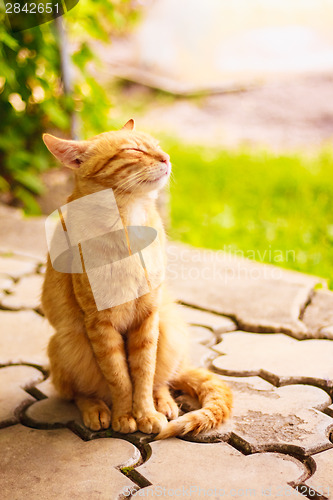 Image of Young Red Kitten Sleeping