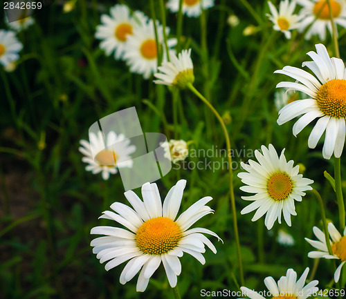 Image of White Chamomile