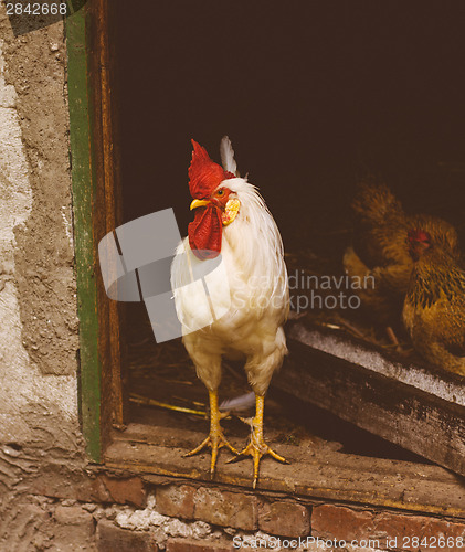 Image of White Chicken Looking Out Of The Barn