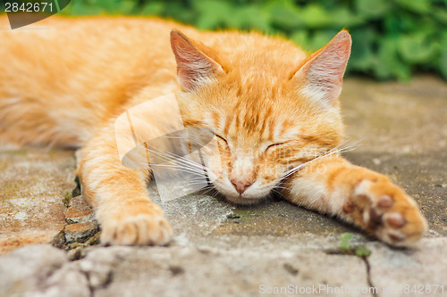 Image of Young Red Kitten Sleeping