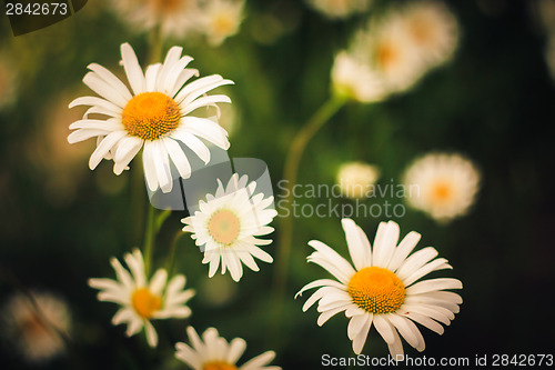 Image of White Chamomile