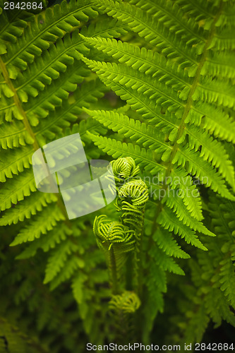Image of Young Fern Leaf.