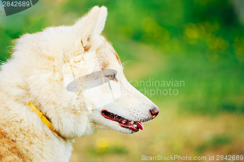 Image of White Adult Siberian Husky Dog (Sibirsky husky) 