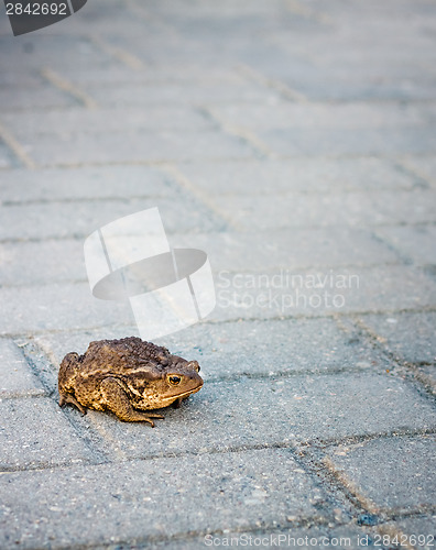 Image of Toad