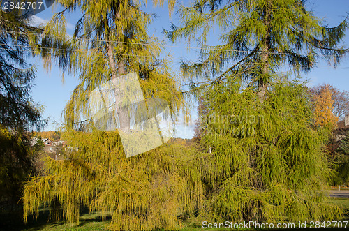 Image of wide green branches larches autumn nature 