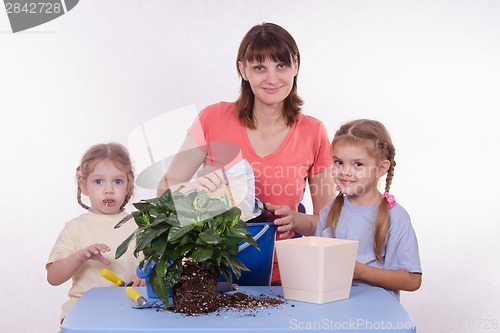 Image of Family room flower transplants