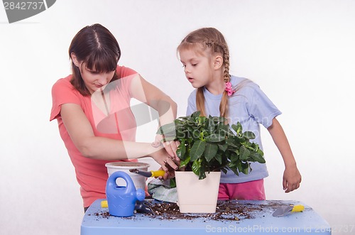 Image of Mom and daughter spiked ground in a pot